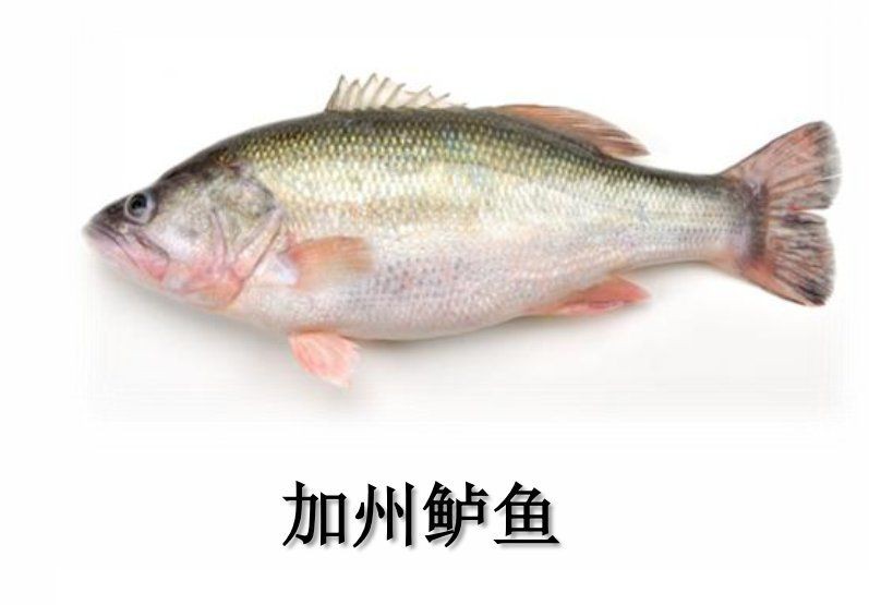 鱸魚能和四大家魚混養(yǎng)嗎【鱸魚與四大家魚（青魚、草魚、鳙魚、鳙魚）混養(yǎng)需謹(jǐn)慎】 鱸魚能和四大家魚混養(yǎng)嗎【鱸魚與四大家魚（青魚、草魚、鳙魚、鳙魚）混養(yǎng)需謹(jǐn)慎】 龍魚百科 第3張