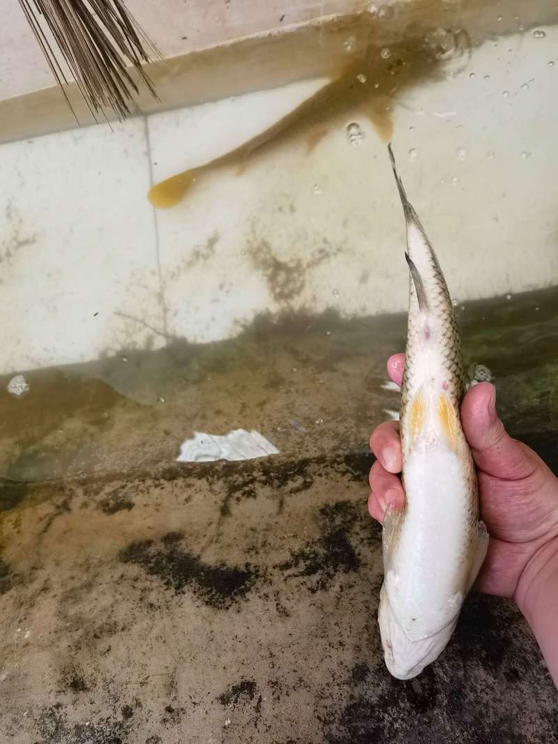 鱸魚能和四大家魚混養(yǎng)嗎【鱸魚與四大家魚（青魚、草魚、鳙魚、鳙魚）混養(yǎng)需謹(jǐn)慎】 鱸魚能和四大家魚混養(yǎng)嗎【鱸魚與四大家魚（青魚、草魚、鳙魚、鳙魚）混養(yǎng)需謹(jǐn)慎】 龍魚百科 第1張