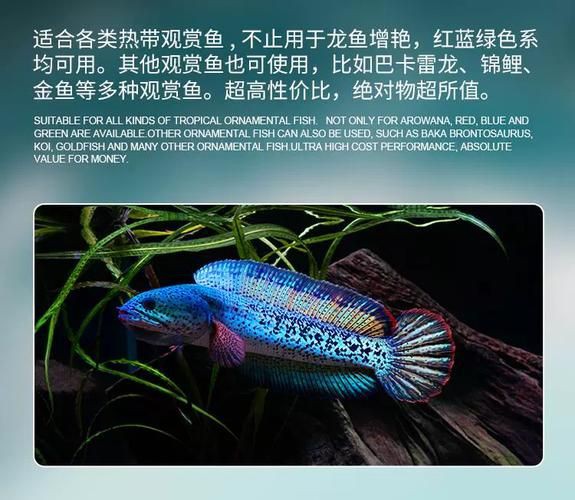 馬印水族爭艷燈價格表與圖片【馬印水族爭艷燈】 馬印水族爭艷燈價格表與圖片【馬印水族爭艷燈】 龍魚百科 第22張