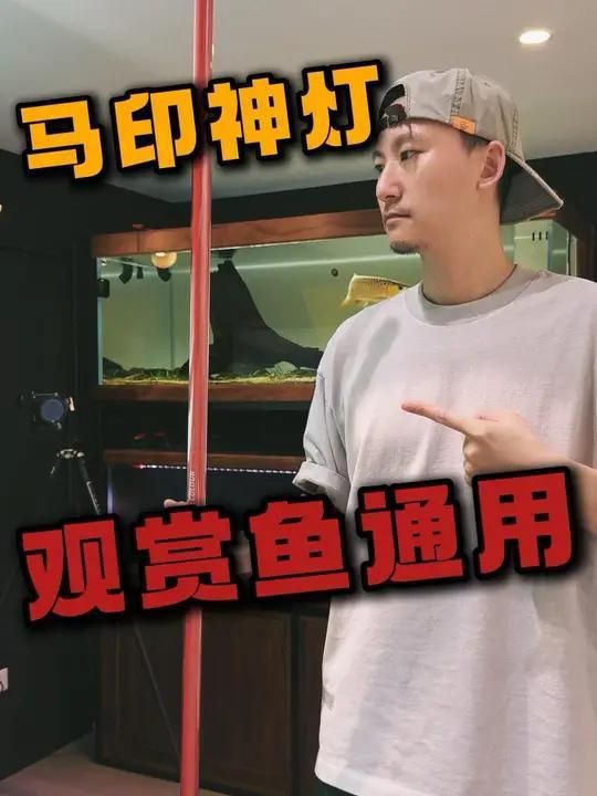 馬印水族爭艷燈價格表與圖片【馬印水族爭艷燈】 馬印水族爭艷燈價格表與圖片【馬印水族爭艷燈】 龍魚百科 第30張
