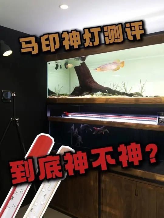 馬印水族爭艷燈價格表與圖片【馬印水族爭艷燈】 馬印水族爭艷燈價格表與圖片【馬印水族爭艷燈】 龍魚百科 第31張