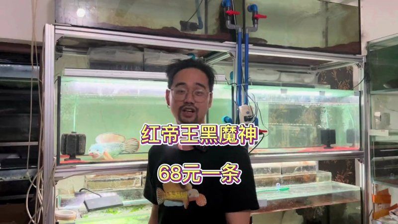 魔神魚多少錢一條【“魔神魚”并非單一品種其價格因具體品類、尺寸及品相差異較大】