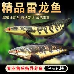魔神魚多少錢一條【“魔神魚”并非單一品種其價(jià)格因具體品類、尺寸及品相差異較大】