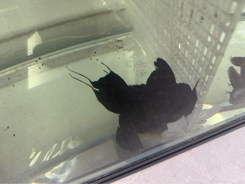 魔神魚多少錢一條【“魔神魚”并非單一品種其價(jià)格因具體品類、尺寸及品相差異較大】