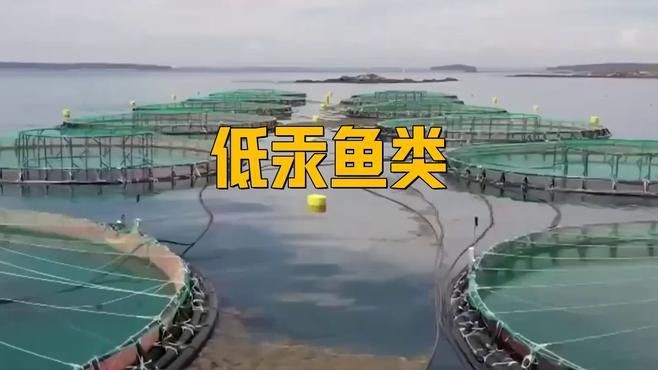 有哪些低汞的深海魚類推薦？【低汞深海魚類】