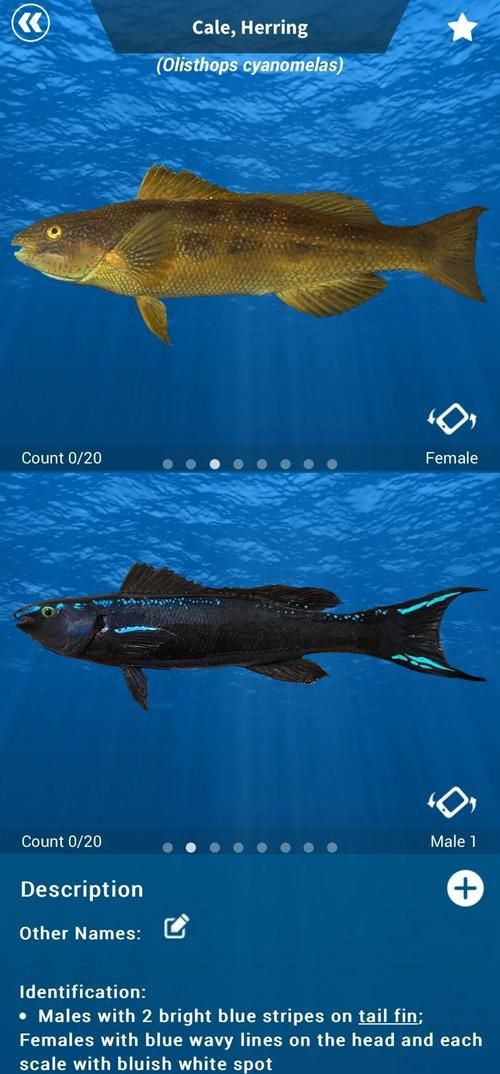 提供更多龍魚品種的圖片【海鰻中山大學海洋科學海洋科學龍魚品種視覺特征】