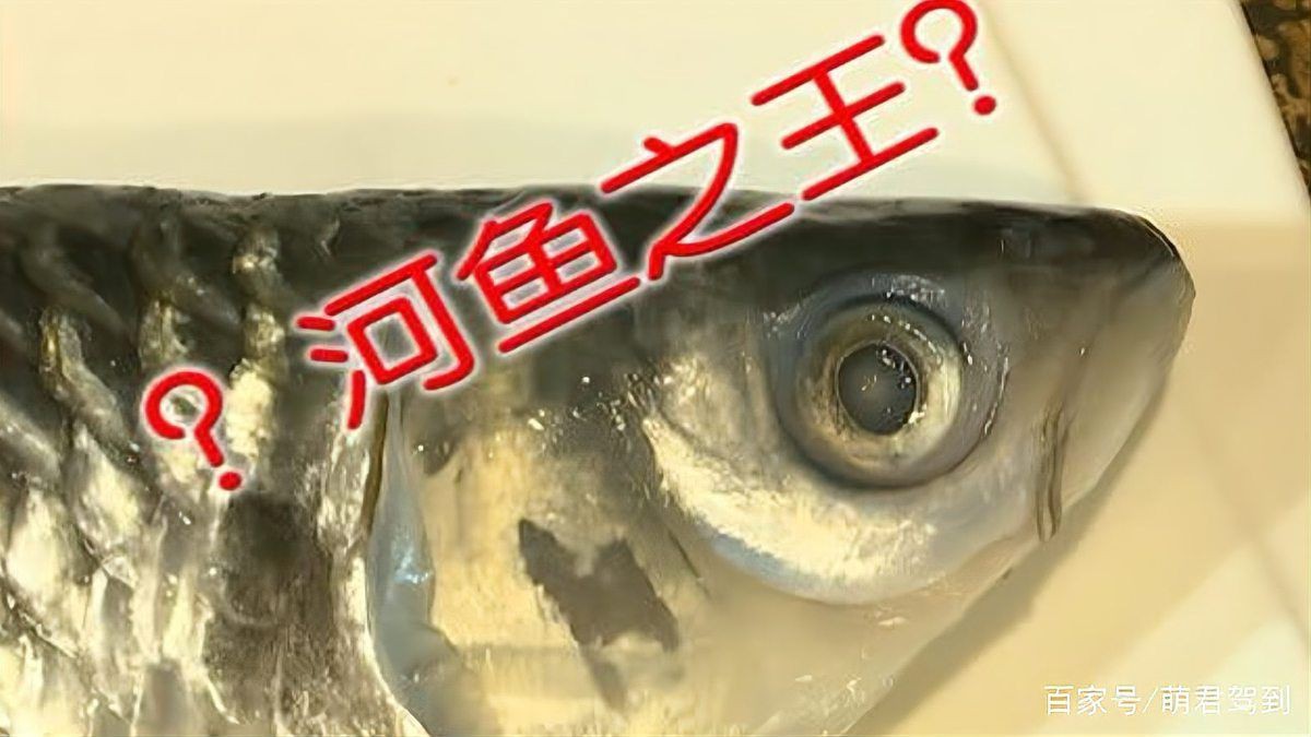 馬來西亞淡水魚品種【尋味白坭世界之最淡水魚魚鱗也能吃還“忘不了”】