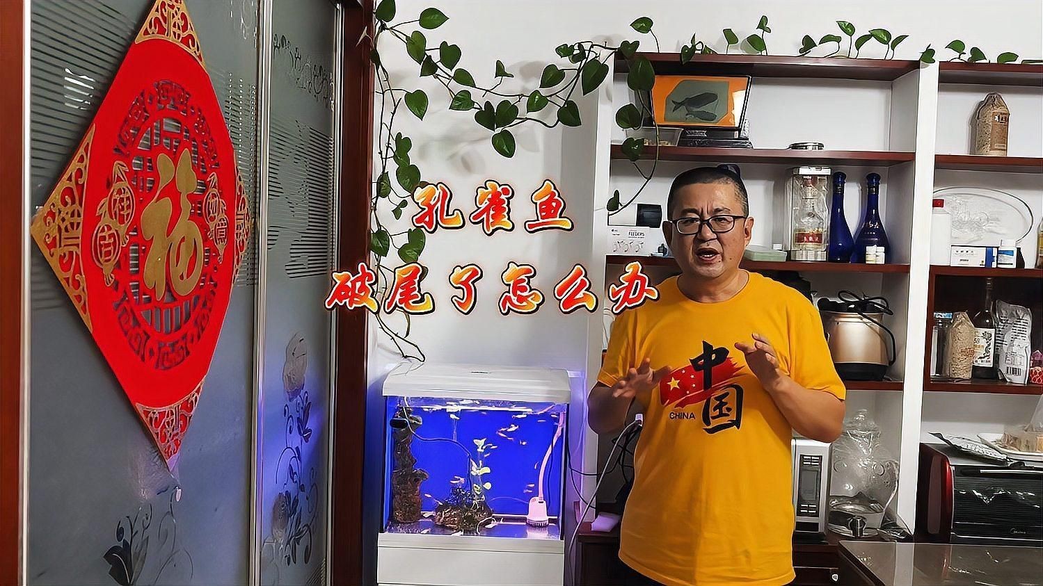 如何預(yù)防魚缸中的魚類爛尾？【如何預(yù)防魚缸中魚類爛尾】