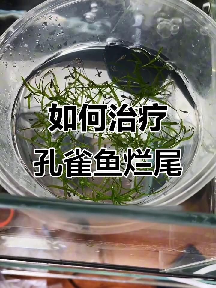 如何預(yù)防魚(yú)缸中的魚(yú)類爛尾？【如何預(yù)防魚(yú)缸中魚(yú)類爛尾】