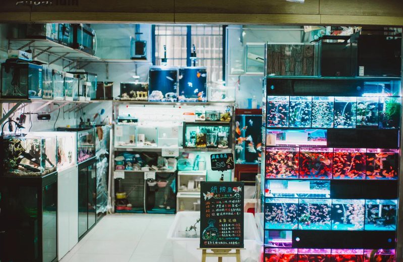 斗門水族店【斗門地區(qū)的水族店分布廣泛且各具特色為當(dāng)?shù)鼐用裉峁┝素S富的選擇】