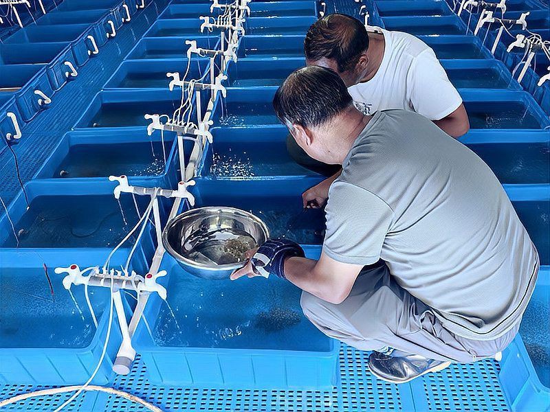 最近的魚苗【《最近的魚苗》】 最近的魚苗【《最近的魚苗》】 龍魚百科 第2張