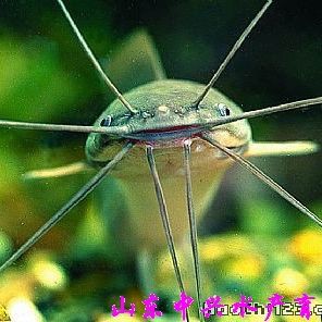 最近的魚苗【《最近的魚苗》】 最近的魚苗【《最近的魚苗》】 龍魚百科 第3張