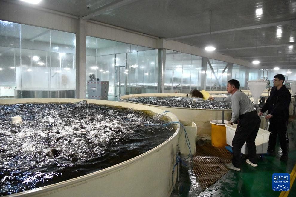 最近的魚苗【《最近的魚苗》】 最近的魚苗【《最近的魚苗》】 龍魚百科 第1張