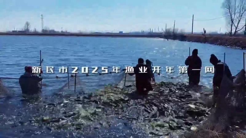 最近的魚苗【《最近的魚苗》】 最近的魚苗【《最近的魚苗》】 龍魚百科 第5張