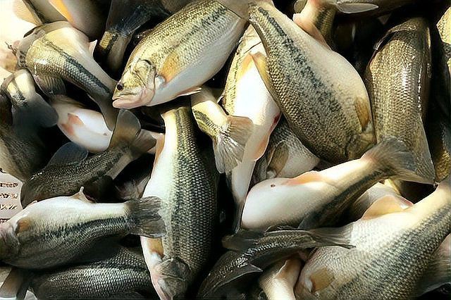 有哪些海水魚細菌感染的自愈案例？【海水魚細菌感染存在一定自愈案例整理與智能模式回答】