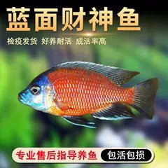 三湖慈鯛藍面財神圖片【三湖慈鯛中的“藍面財神”展現出了強大的適應能力】