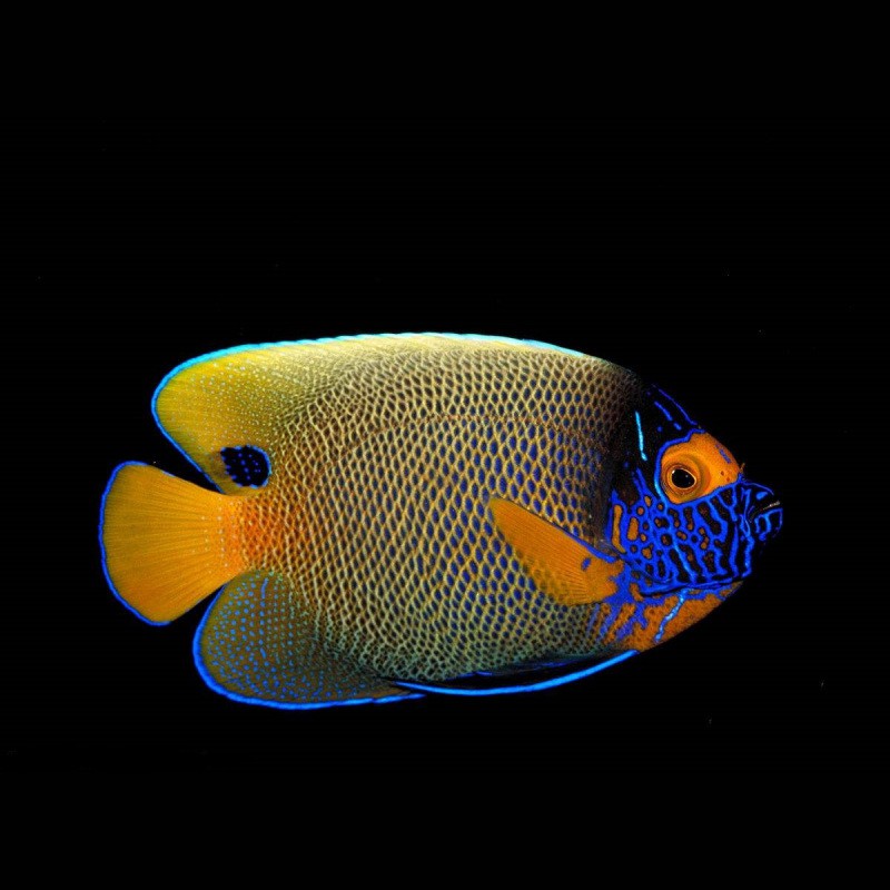 三湖慈鯛藍面財神圖片【三湖慈鯛中的“藍面財神”展現出了強大的適應能力】