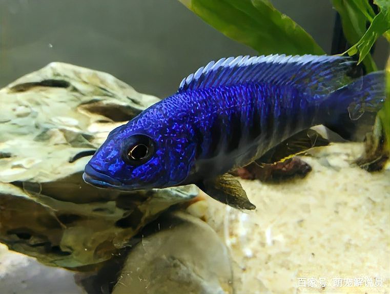 三湖慈鯛藍面財神圖片【三湖慈鯛中的“藍面財神”展現出了強大的適應能力】