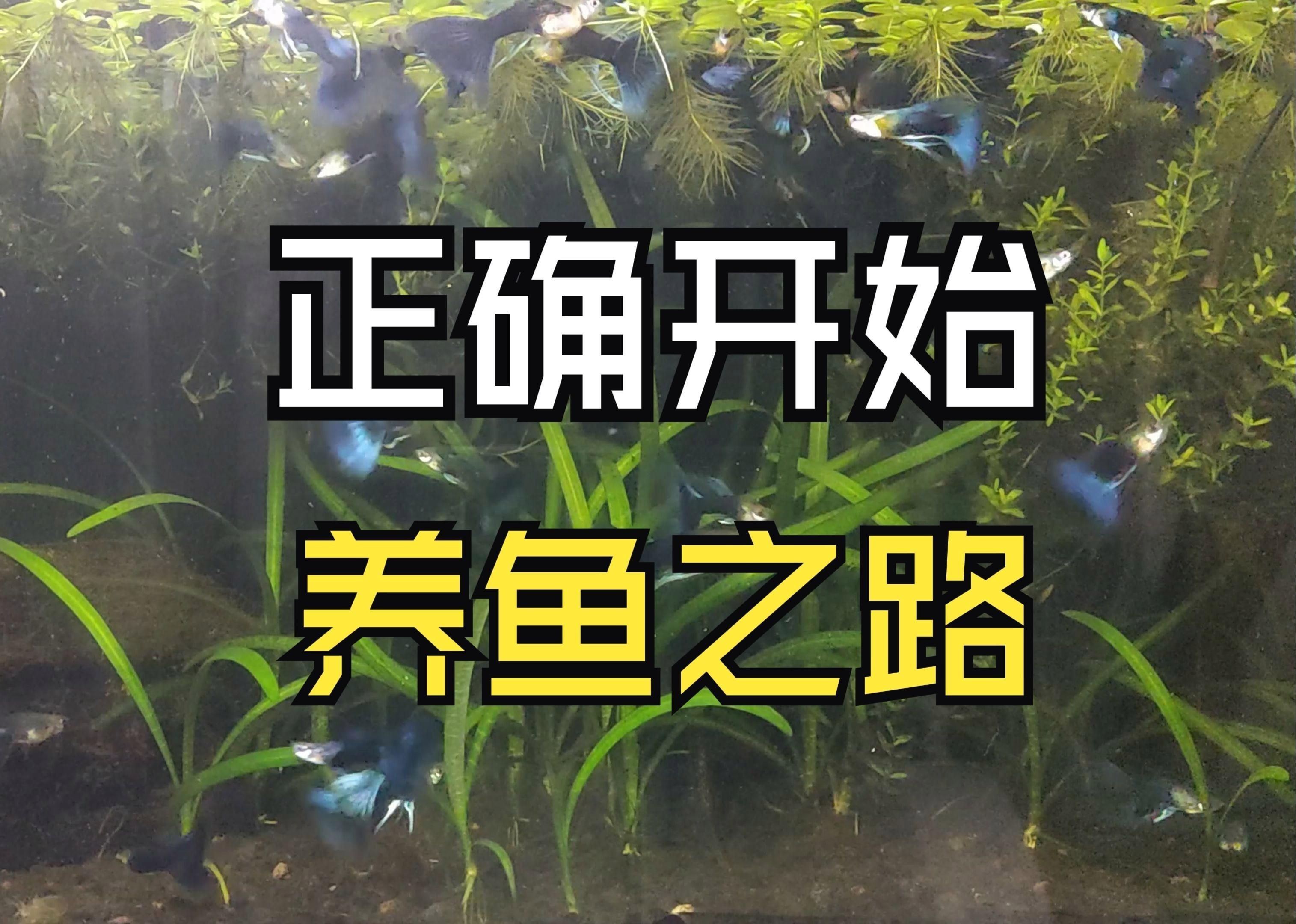 養魚新手需要注意什么【《養魚新手注意事項摘要》】