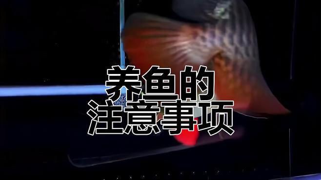 養魚新手需要注意什么【《養魚新手注意事項摘要》】