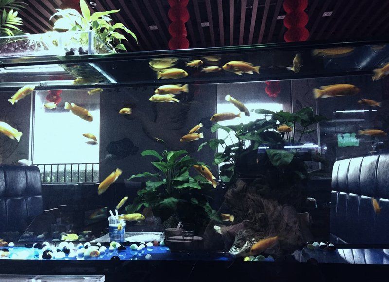 汕頭水族店【汕頭市eif水族專賣店】