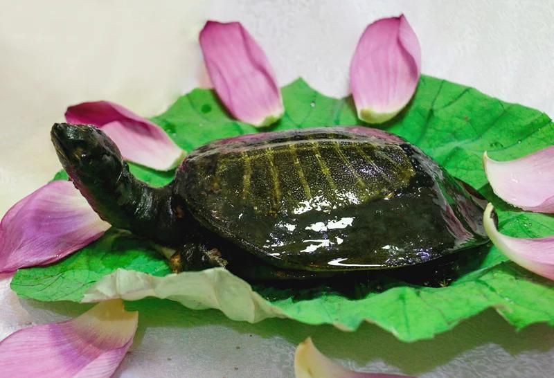 常德水族批發市場【常德市水產批發市場】