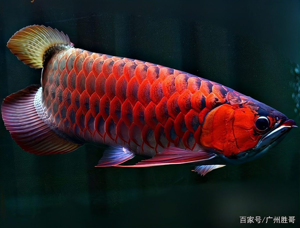 橙紅龍魚屬于什么檔次【橙紅龍魚各品種的區分掃盲你知道嗎天天看魚看草】