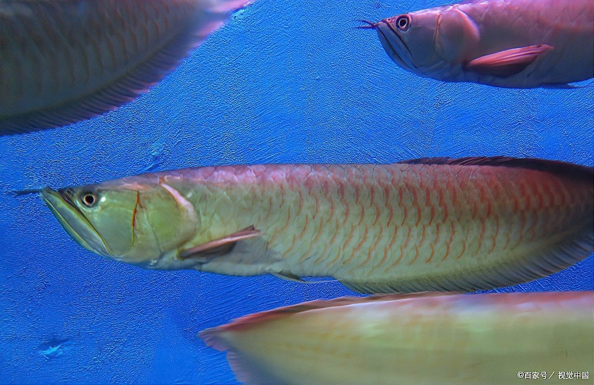 2cm金龍魚尾巴最簡單處理方法【金龍魚斷尾、斷鰭怎么辦】