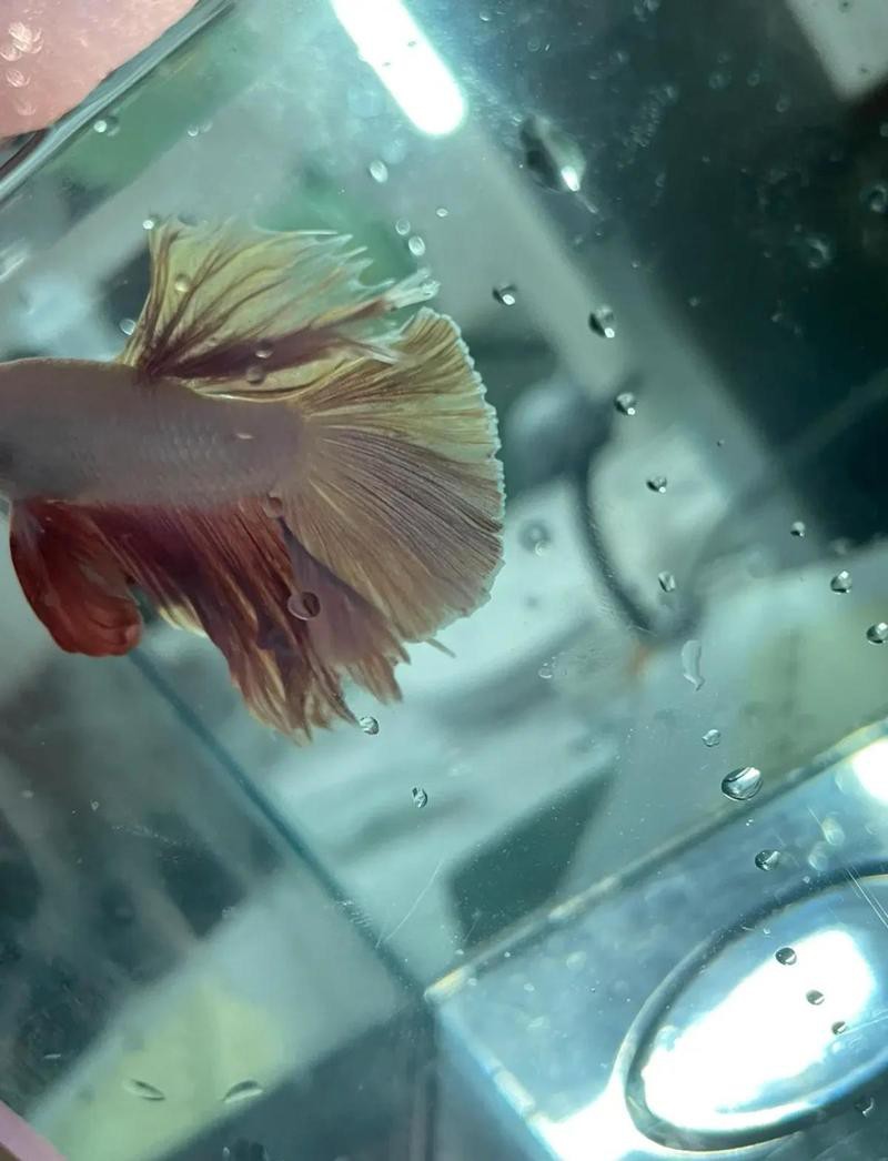 2cm金龍魚尾巴最簡單處理方法【金龍魚斷尾、斷鰭怎么辦】