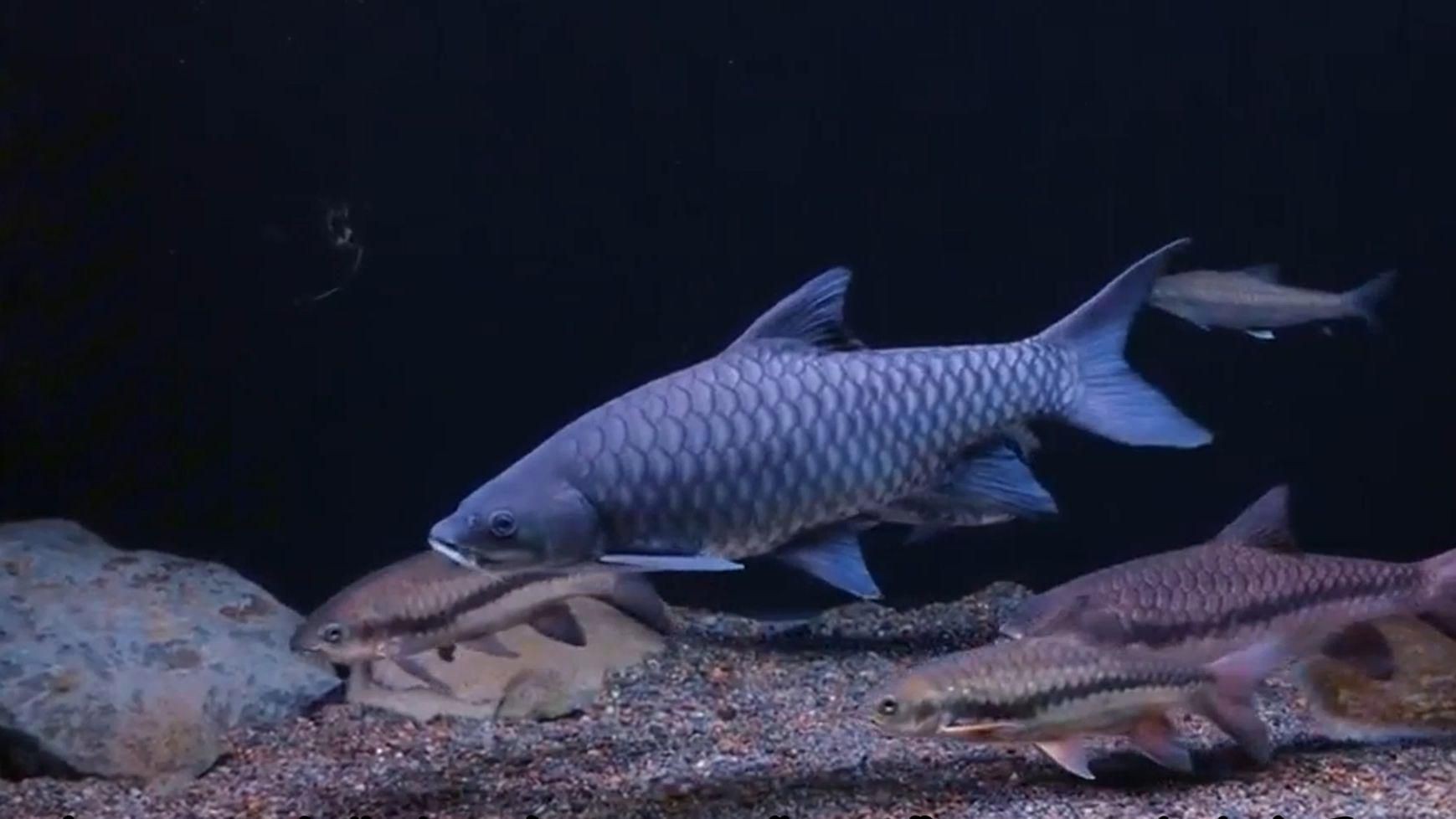馬來忘不了魚到底是什么魚【忘不了魚：淡水魚身價天花板，究竟貴在哪】 馬來忘不了魚到底是什么魚【忘不了魚：淡水魚身價天花板，究竟貴在哪】 龍魚百科 第8張