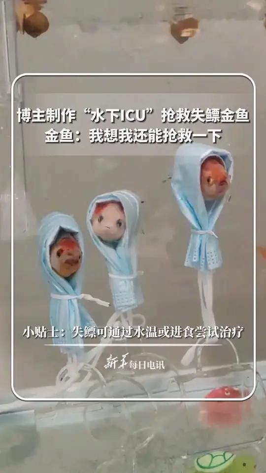 魚類浮頭后如何急救？【快運(yùn)俠-行旅通魚浮頭最佳處理方法及應(yīng)對方法】