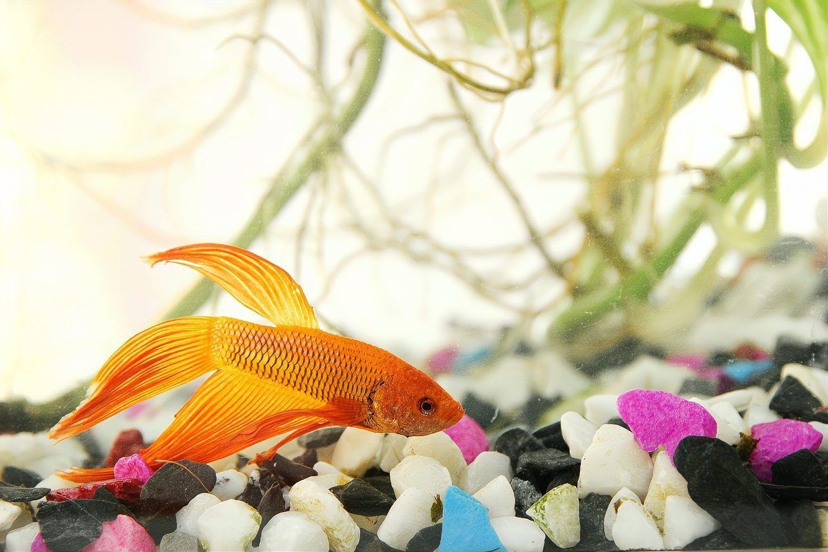 爛鰭爛尾的魚(yú)會(huì)自愈嗎？【《爛鰭爛尾的魚(yú)會(huì)自愈嗎》自愈背后的科學(xué)與養(yǎng)護(hù)技巧】