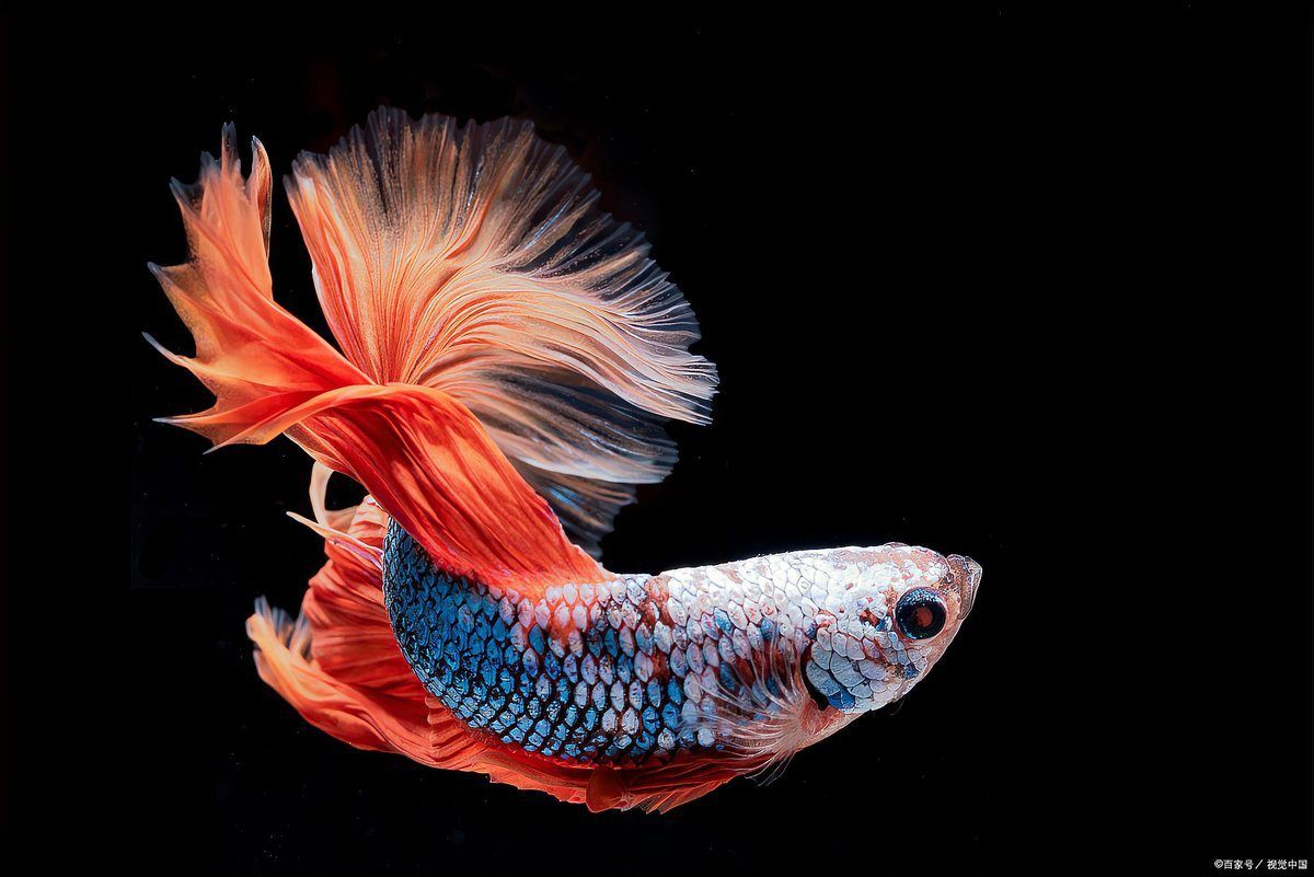 爛鰭爛尾的魚(yú)會(huì)自愈嗎？【《爛鰭爛尾的魚(yú)會(huì)自愈嗎》自愈背后的科學(xué)與養(yǎng)護(hù)技巧】