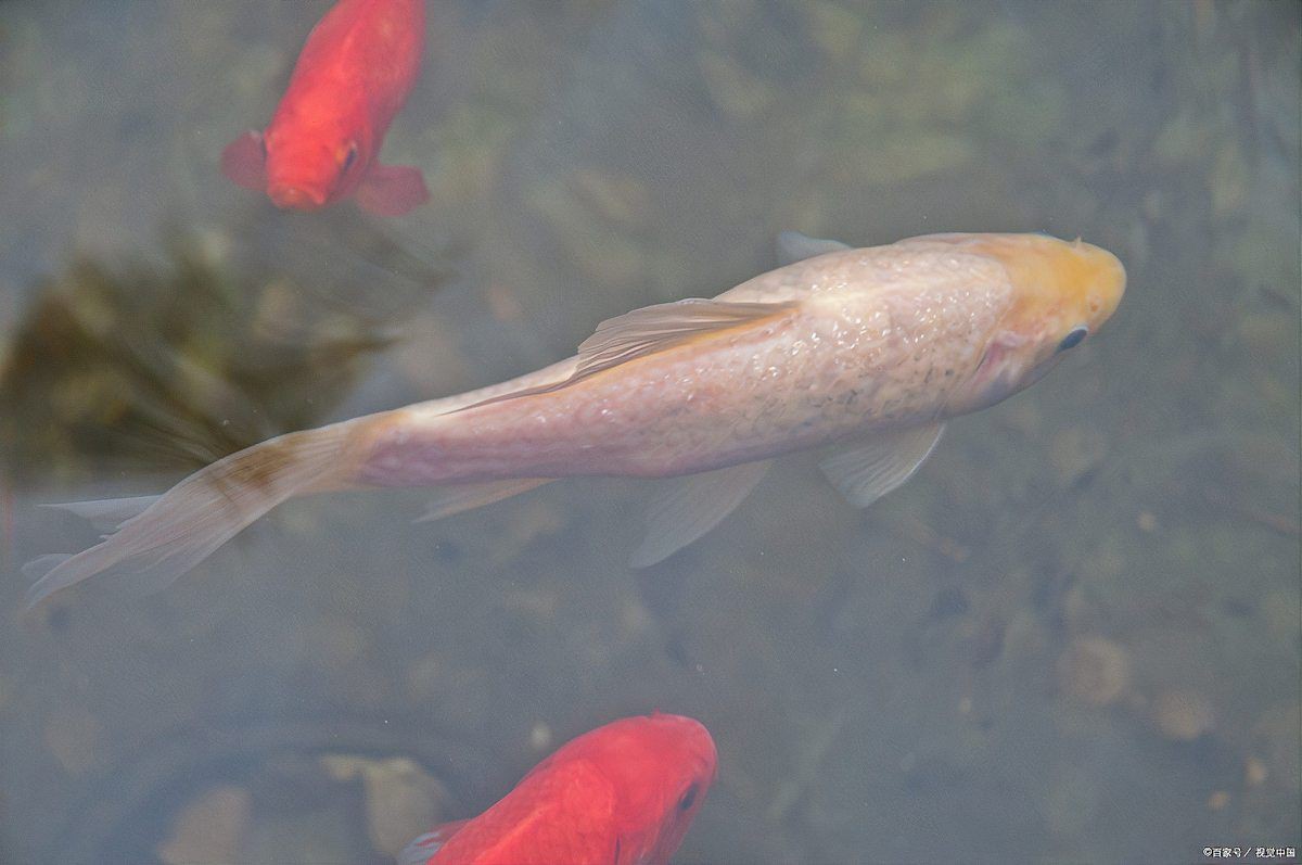 爛鰭爛尾的魚會自愈嗎？【《爛鰭爛尾的魚會自愈嗎》自愈背后的科學與養護技巧】
