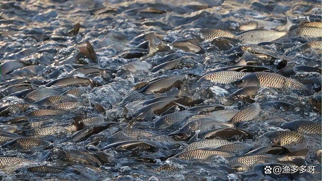 爛鰭爛尾的魚會自愈嗎？【《爛鰭爛尾的魚會自愈嗎》自愈背后的科學與養護技巧】