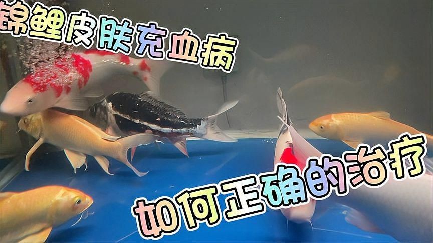 如何預防觀賞魚再次充血？【觀賞魚充血需從水質管理、環境控制和日常操作三方面施策】 如何預防觀賞魚再次充血？【觀賞魚充血需從水質管理、環境控制和日常操作三方面施策】 龍魚百科 第4張