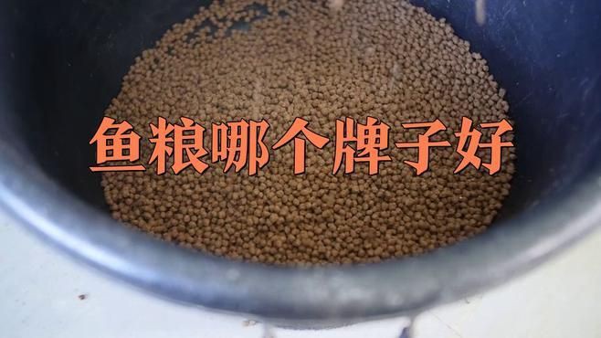 錦鯉魚飼料買哪種牌子好【2025年錦鯉魚飼料品牌的綜合選購指南】 龍魚百科 第7張 錦鯉魚飼料買哪種牌子好【2025年錦鯉魚飼料品牌的綜合選購指南】 錦鯉魚飼料買哪種牌子好【2025年錦鯉魚飼料品牌的綜合選購指南】 龍魚百科 第7張