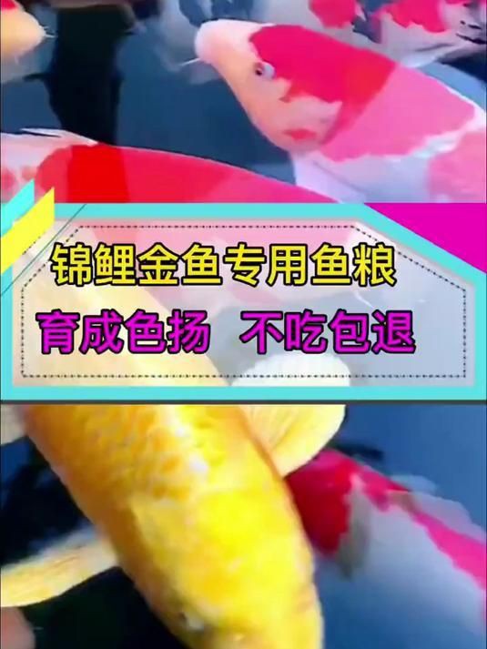 錦鯉魚飼料買哪種牌子好【2025年錦鯉魚飼料品牌的綜合選購指南】 龍魚百科 第13張 錦鯉魚飼料買哪種牌子好【2025年錦鯉魚飼料品牌的綜合選購指南】 錦鯉魚飼料買哪種牌子好【2025年錦鯉魚飼料品牌的綜合選購指南】 龍魚百科 第13張