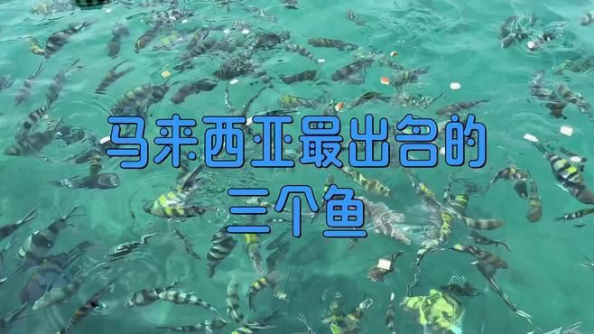 馬來西亞十大名魚【馬來西亞擁有豐富的淡水魚類資源，忘不了魚】