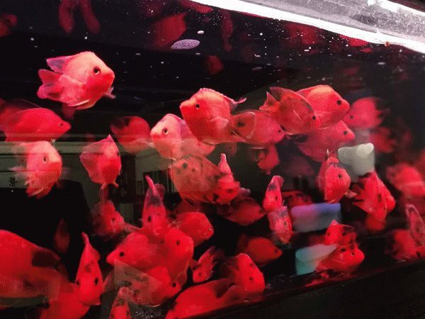 <strong><mark>新蔡</mark></strong>水族店【<strong><mark>新蔡</mark></strong>縣有哪些水族店？】