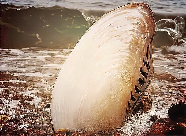 和尚魚(yú)為何改名為河蚌【“和尚魚(yú)為何改名為河蚌”議題蘊(yùn)含著豐富的民間傳說(shuō)色彩】