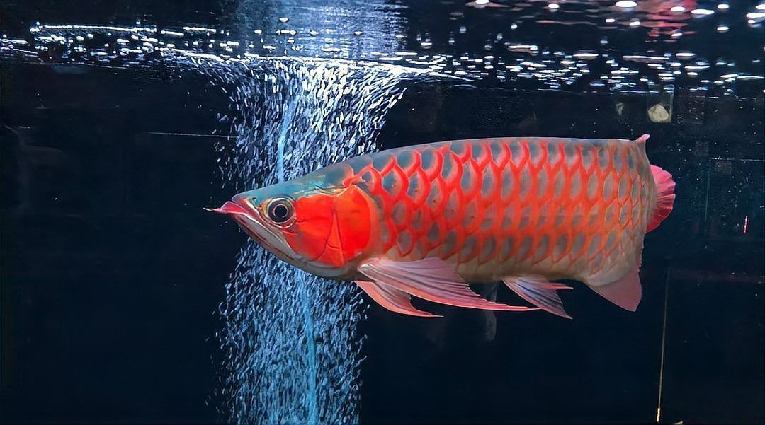 泗水龍魚屬于什么檔次【泗水龍魚檔次劃分與市場定位】