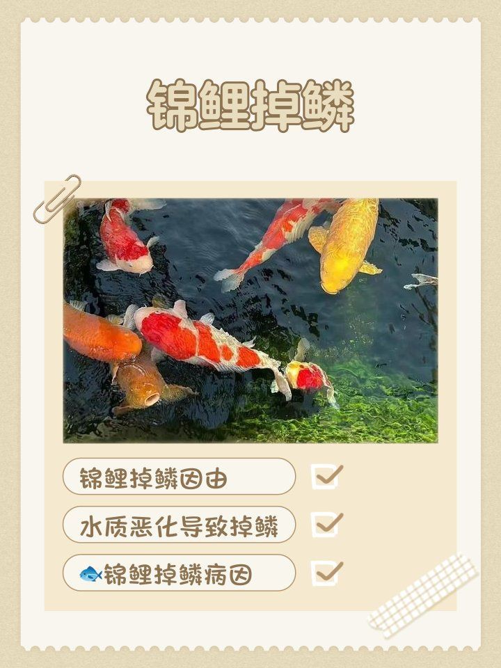 錦鯉掉鱗最怕三個東西【《錦鯉掉鱗最怕三個東西》錦鯉掉鱗最怕三個東西】 錦鯉掉鱗最怕三個東西【《錦鯉掉鱗最怕三個東西》錦鯉掉鱗最怕三個東西】 龍魚百科 第3張