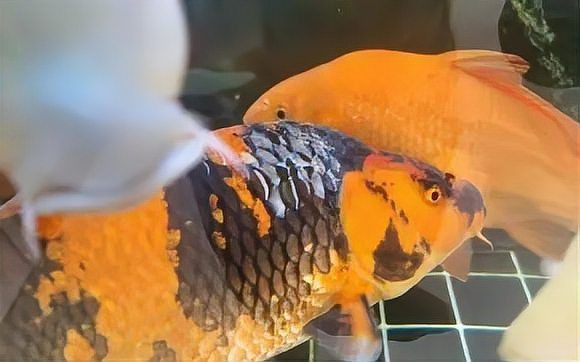 錦鯉掉鱗最怕三個東西【《錦鯉掉鱗最怕三個東西》錦鯉掉鱗最怕三個東西】 錦鯉掉鱗最怕三個東西【《錦鯉掉鱗最怕三個東西》錦鯉掉鱗最怕三個東西】 龍魚百科 第8張