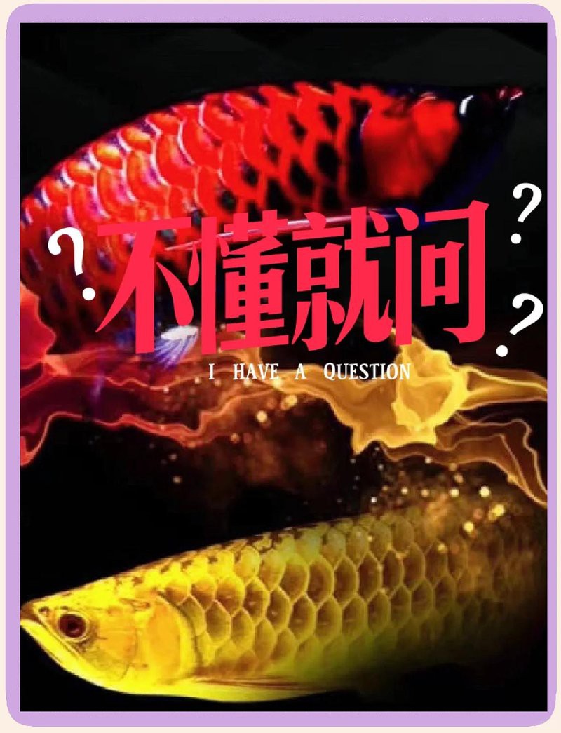 120×50魚缸可以養金龍嗎【120×50魚缸能否養金龍】