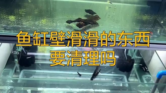 如何判斷魚缸是否需要手動清理？【如何判斷魚缸是否需要手動清理】