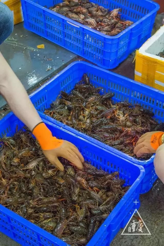 重慶水族批發市場【重慶水族批發市場:創業加盟的黃金機會與專業攻略!】 重慶水族批發市場【重慶水族批發市場:創業加盟的黃金機會與專業攻略!】 全國水族館企業名錄 第7張