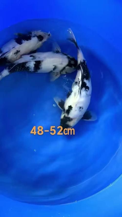 錦鯉白寫圖片大全【“錦鯉白寫圖片大全”】