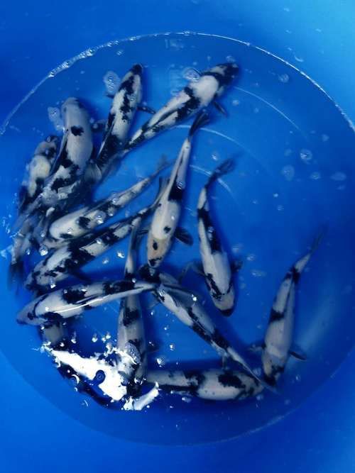 錦鯉白寫圖片大全【“錦鯉白寫圖片大全”】