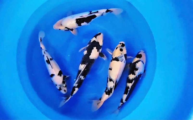 錦鯉白寫圖片大全【“錦鯉白寫圖片大全”】